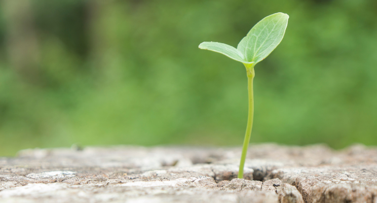 A flower sprouting from soil